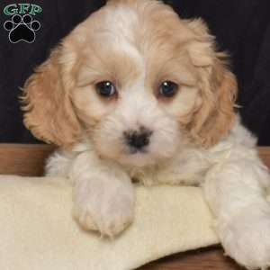 Star, Cavachon Puppy