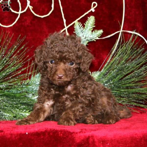 Star, Toy Poodle Puppy