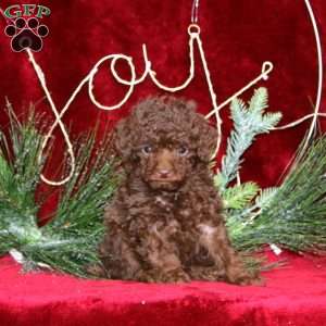 Star, Toy Poodle Puppy