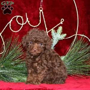Star, Toy Poodle Puppy