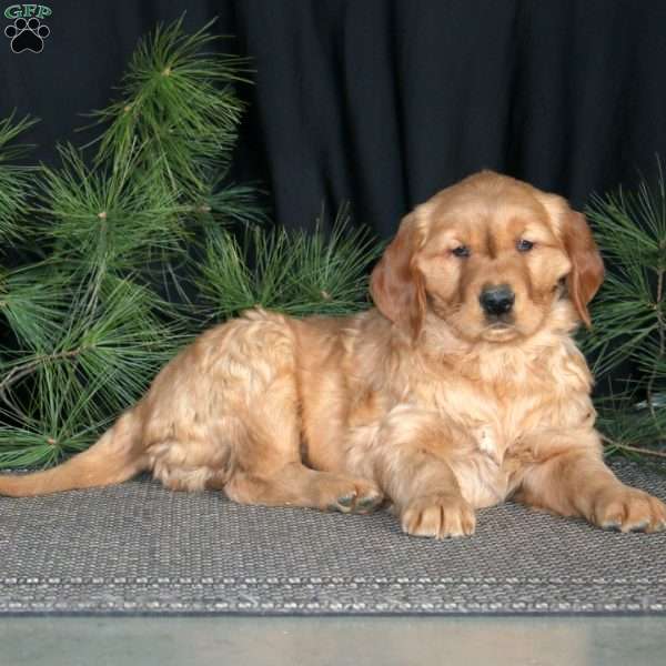 Star, Golden Retriever Puppy