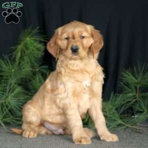 Star, Golden Retriever Puppy