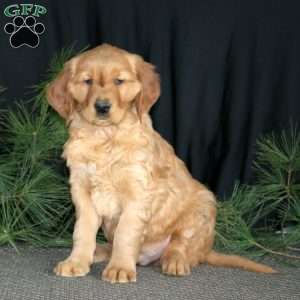 Star, Golden Retriever Puppy
