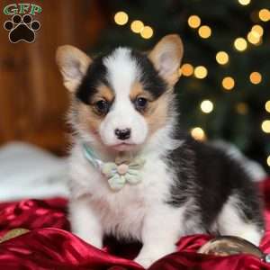Star, Pembroke Welsh Corgi Puppy