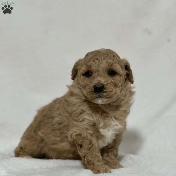 Star, Mini Goldendoodle Puppy