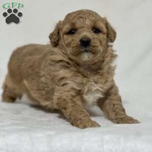 Star, Mini Goldendoodle Puppy