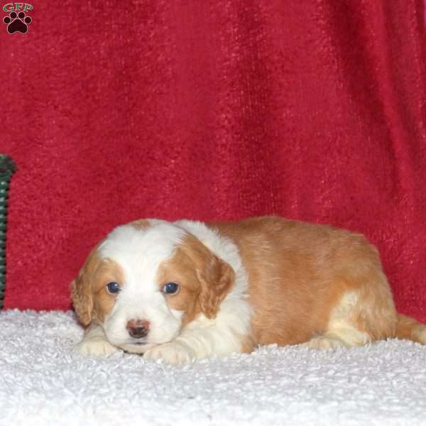 Starlight, Mini Bernedoodle Puppy