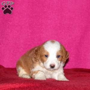 Starlight, Mini Bernedoodle Puppy