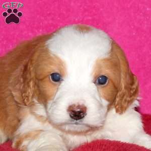 Starlight, Mini Bernedoodle Puppy