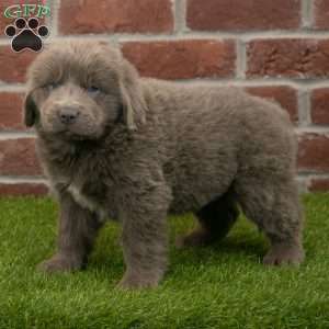 Stella, Newfoundland Puppy