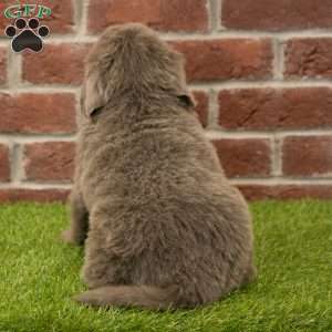 Stella, Newfoundland Puppy