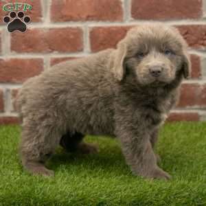 Stella, Newfoundland Puppy