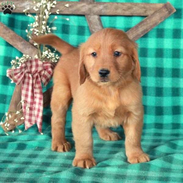 Stella, Golden Retriever Puppy
