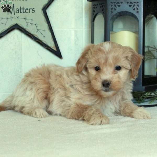 Stella, Mini Goldendoodle Puppy