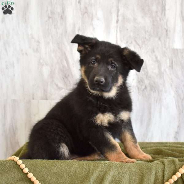Stella, German Shepherd Puppy