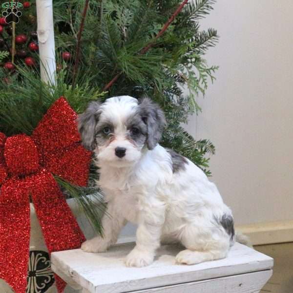 Stella, Cavapoo Puppy