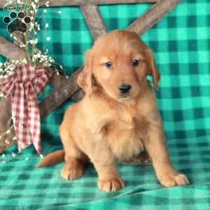 Stella, Golden Retriever Puppy