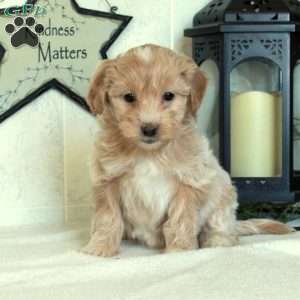 Stella, Mini Goldendoodle Puppy