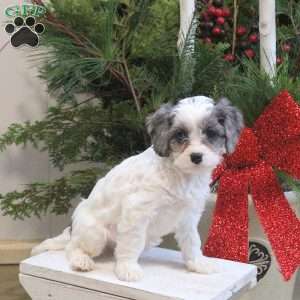 Stella, Cavapoo Puppy