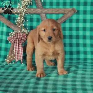 Stella, Golden Retriever Puppy