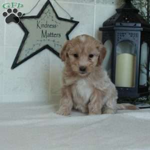Stella, Mini Goldendoodle Puppy