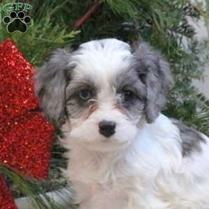 Stella, Cavapoo Puppy