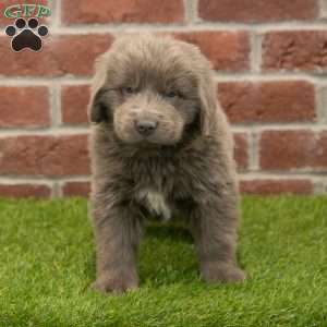 Stella, Newfoundland Puppy