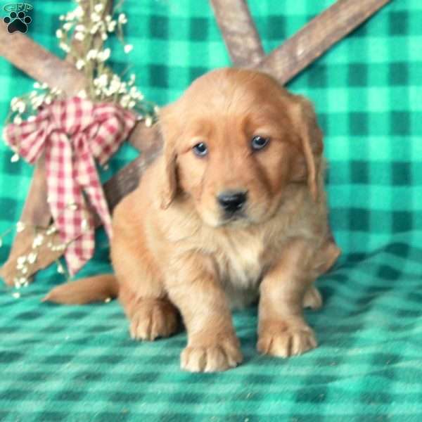 Stephanie, Golden Retriever Puppy