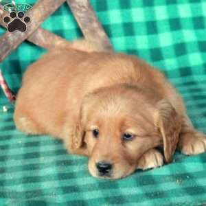 Stephanie, Golden Retriever Puppy
