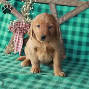Stephanie, Golden Retriever Puppy