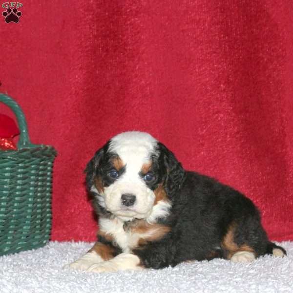 Sterling, Mini Bernedoodle Puppy