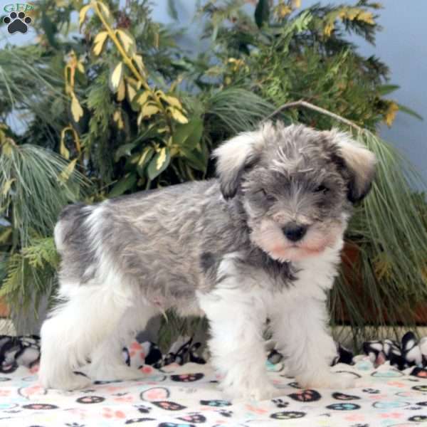 Sterling, Miniature Schnauzer Puppy