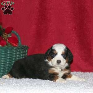 Sterling, Mini Bernedoodle Puppy
