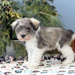 Sterling, Miniature Schnauzer Puppy