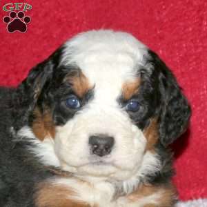 Sterling, Mini Bernedoodle Puppy