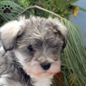 Sterling, Miniature Schnauzer Puppy
