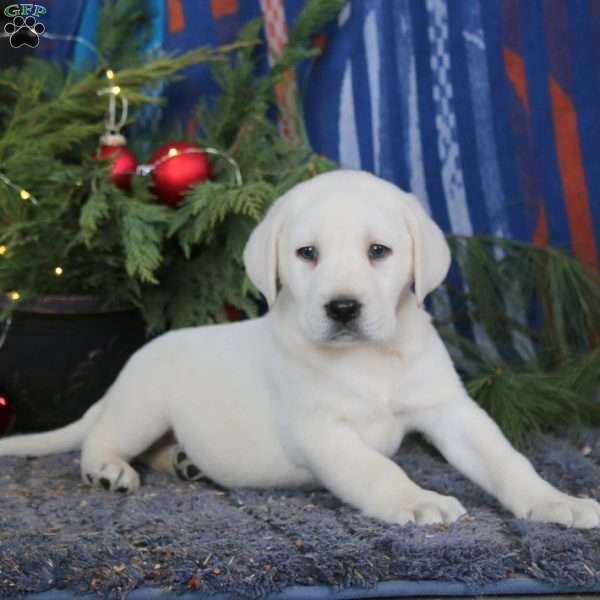 Steven, Yellow Labrador Retriever Puppy