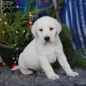 Steven, Yellow Labrador Retriever Puppy