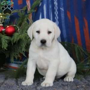 Steven, Yellow Labrador Retriever Puppy