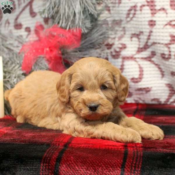 Stew, Miniature Poodle Mix Puppy