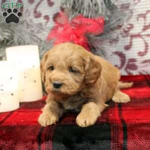 Stew, Miniature Poodle Mix Puppy