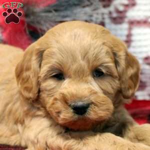 Stew, Miniature Poodle Mix Puppy