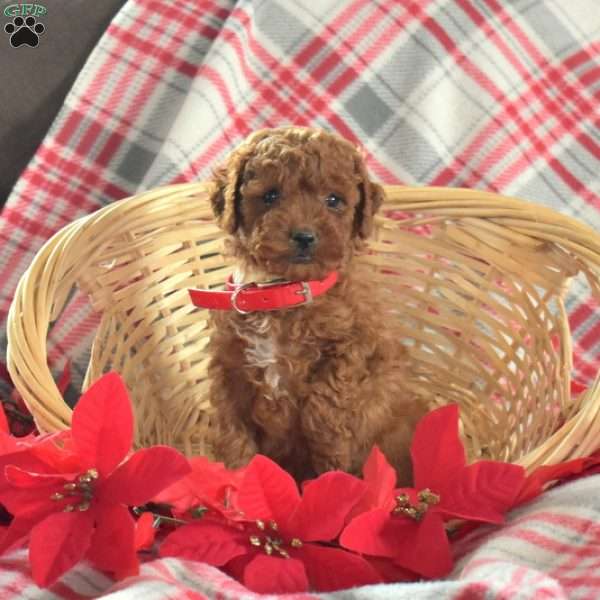 Stewart, Miniature Poodle Puppy