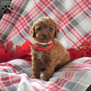 Stewart, Miniature Poodle Puppy