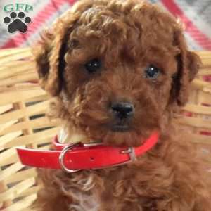 Stewart, Miniature Poodle Puppy