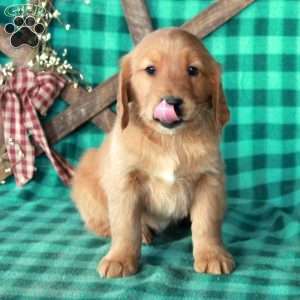 Stitch, Golden Retriever Puppy