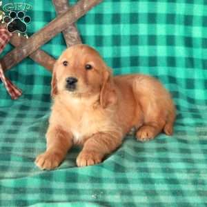 Stitch, Golden Retriever Puppy