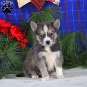 Stanley, Pomsky Puppy