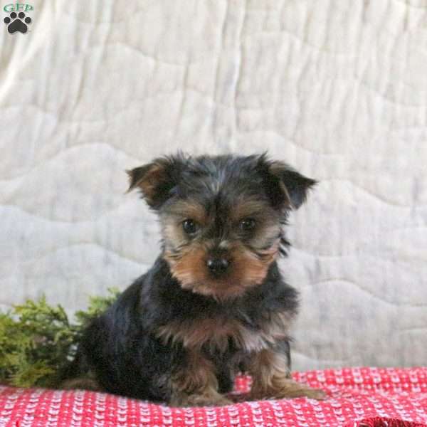 Stocking, Yorkie Puppy