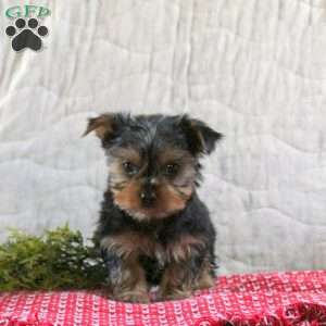 Stocking, Yorkie Puppy